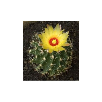 HAMATOCACTUS setispinus 10 semen