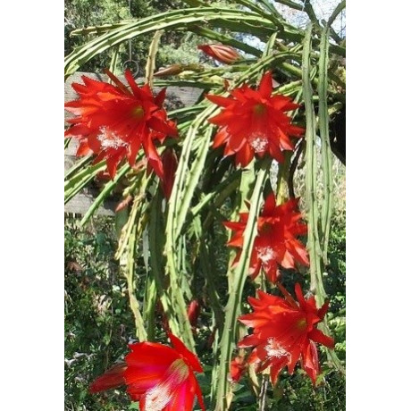 HELIOCEREUS-DISOCACTUS speciosus 8 semen