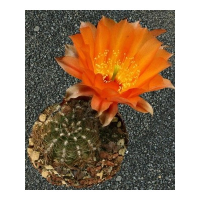 LOBIVIA amblayensis 20 semen