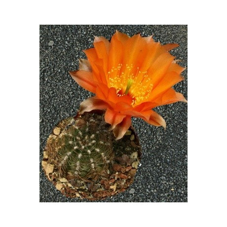 LOBIVIA amblayensis 20 semen