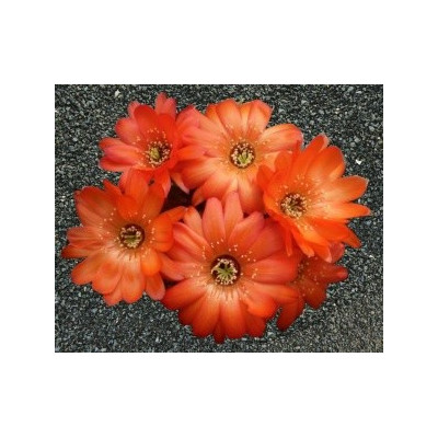 LOBIVIA cabradai 10 semen