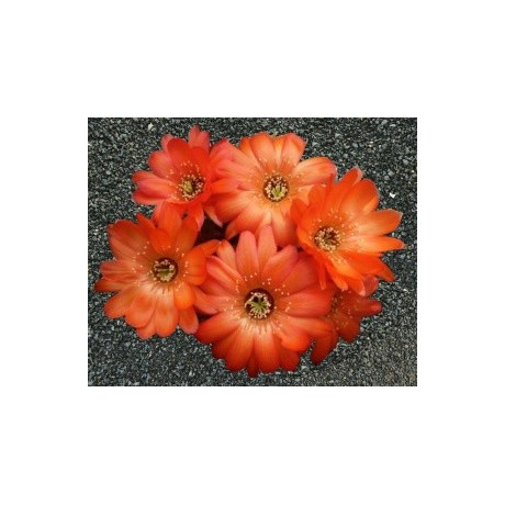 LOBIVIA cabradai 10 semen