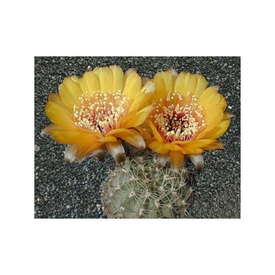 LOBIVIA chrysantha 15 semen