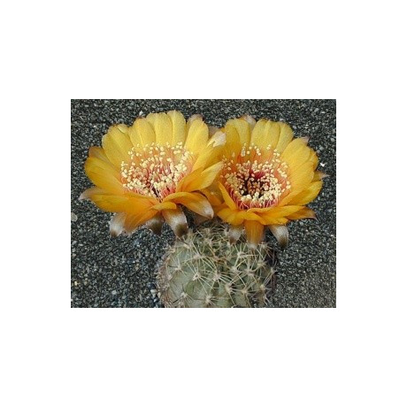 LOBIVIA chrysantha 15 semen