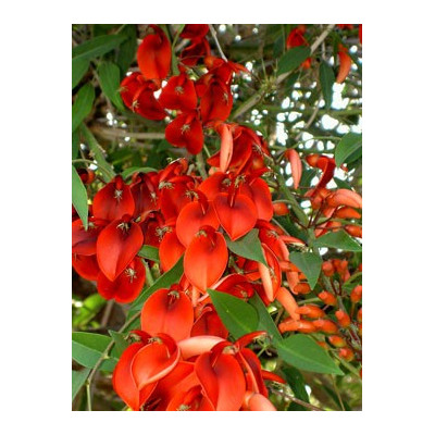 ERYTHRINA crista-gallii "Korálový keř" 3 semena