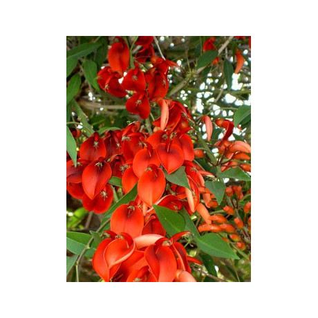 ERYTHRINA crista-gallii "Korálový keř" 3 semena