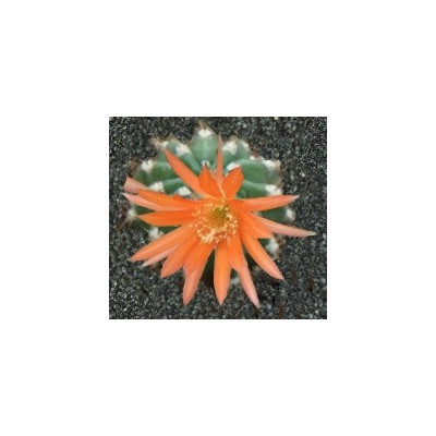 LOBIVIA maximiliana var. hermanniana (Mediolobivia) 15 semen