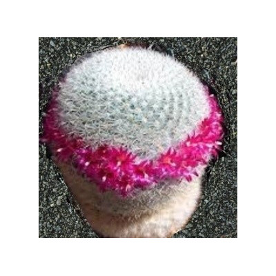 MAMMILLARIA albilanata 10 semen