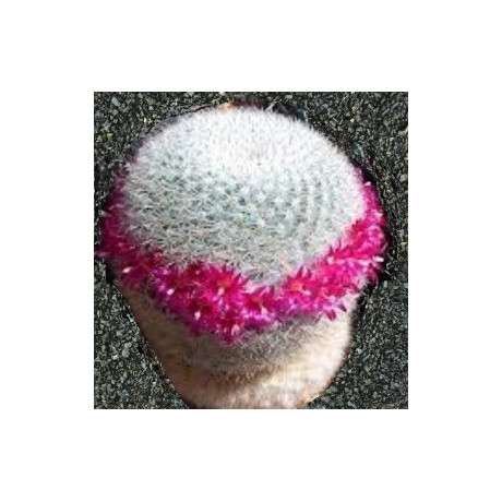 MAMMILLARIA albilanata 10 semen