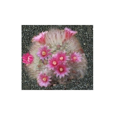 MAMMILLARIA bocasana v. roseiflora 15 semen