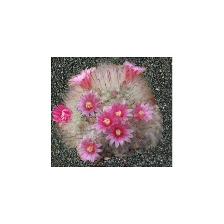 MAMMILLARIA bocasana v. roseiflora 15 semen
