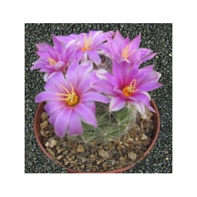 MAMMILLARIA boolii 10 semen