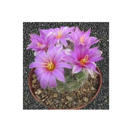 MAMMILLARIA boolii 10 semen
