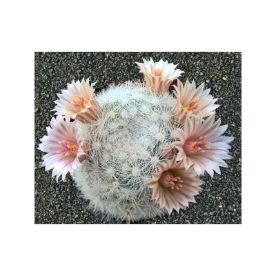 MAMMILLARIA candida 10 semen
