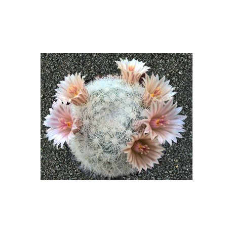 MAMMILLARIA candida 10 semen