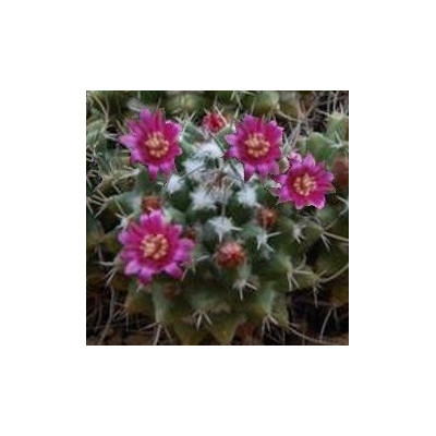MAMMILLARIA compressa 15 semen