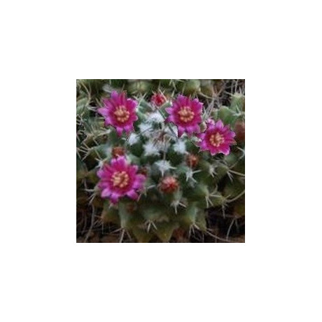 MAMMILLARIA compressa 15 semen