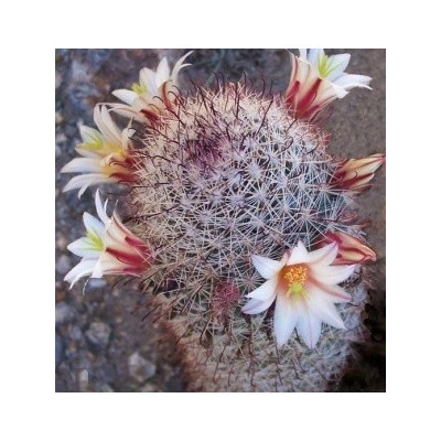 MAMMILLARIA dioica 15 semen