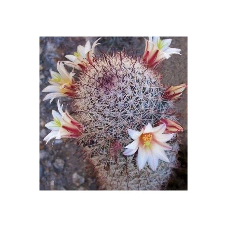 MAMMILLARIA dioica 15 semen
