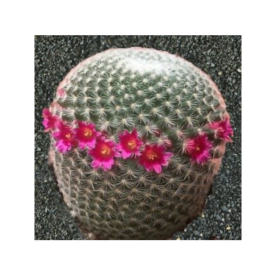 MAMMILLARIA elegans 10 semen