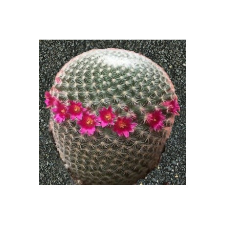MAMMILLARIA elegans 10 semen