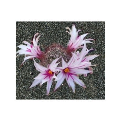 MAMMILLARIA fraileana 10 semen