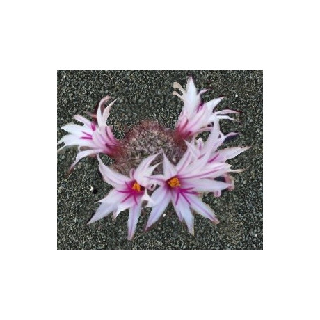 MAMMILLARIA fraileana 10 semen