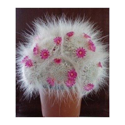 MAMMILLARIA hahniana 10 semen