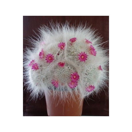 MAMMILLARIA hahniana 10 semen