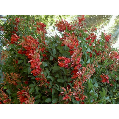 ERYTHRINA crista-gallii "Korálový keř" 3 semena