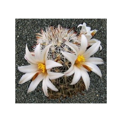 MAMMILLARIA hutchisoniana 15 semen