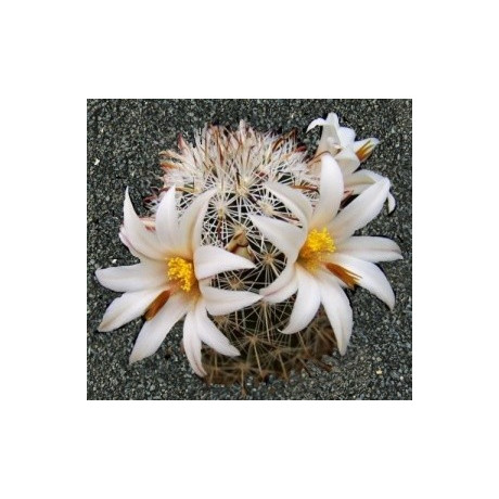 MAMMILLARIA hutchisoniana 15 semen