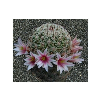 MAMMILLARIA inaiae 10 semen