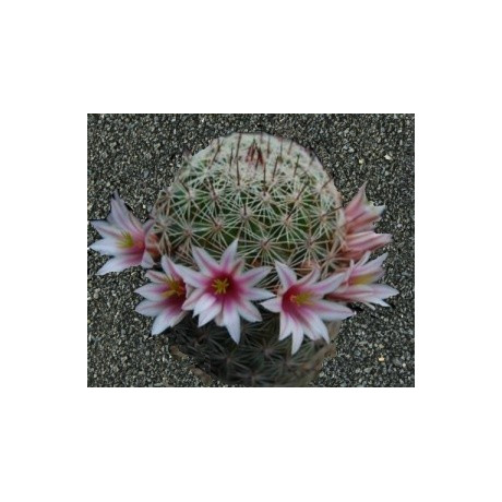 MAMMILLARIA inaiae 10 semen