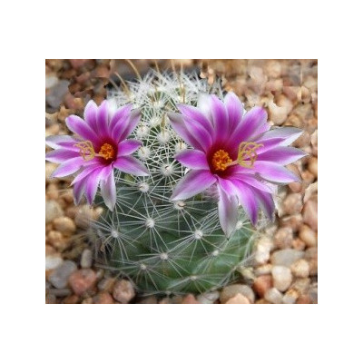 MAMMILLARIA insularis 15 semen