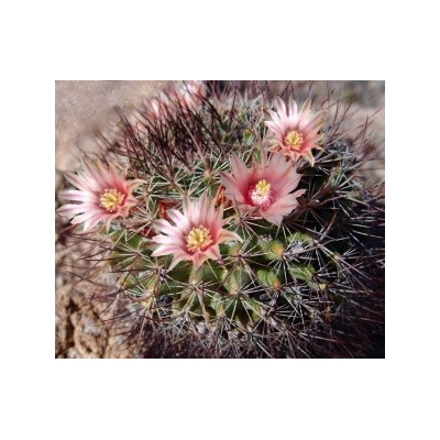 MAMMILLARIA johnstonii 20 semen