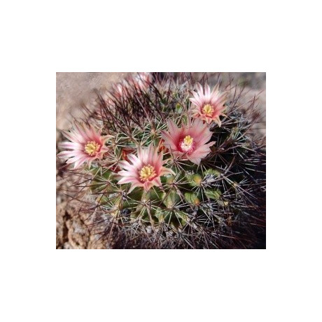 MAMMILLARIA johnstonii 20 semen