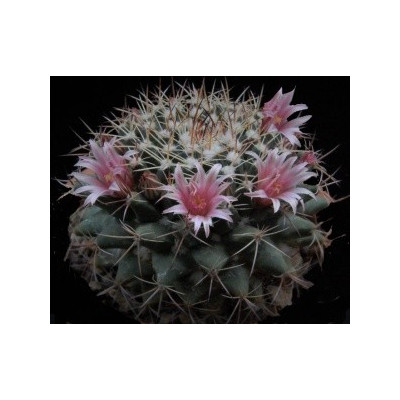 MAMMILLARIA melanocentra 10 semen