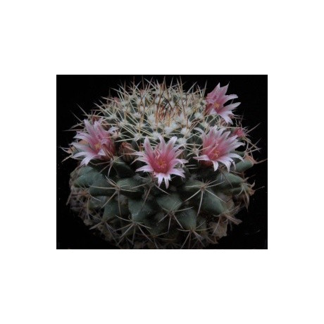 MAMMILLARIA melanocentra 10 semen