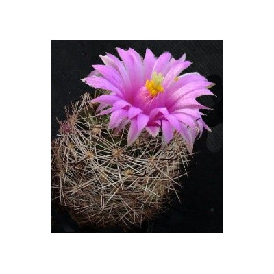 MAMMILLARIA meridiorosei 15 semen