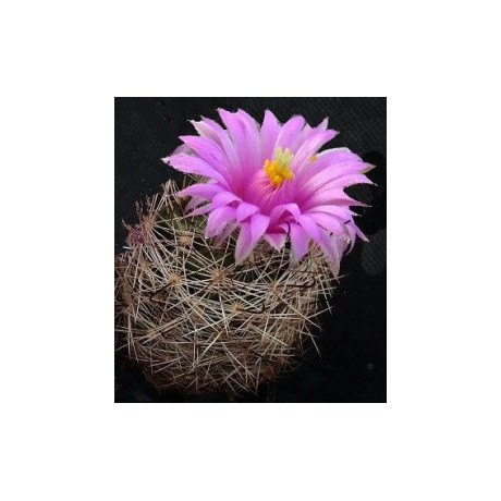 MAMMILLARIA meridiorosei 15 semen
