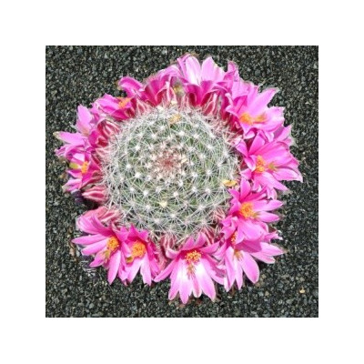MAMMILLARIA microcarpa 10 semen