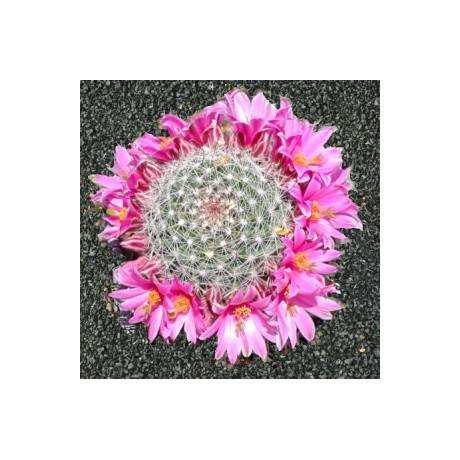 MAMMILLARIA microcarpa 10 semen