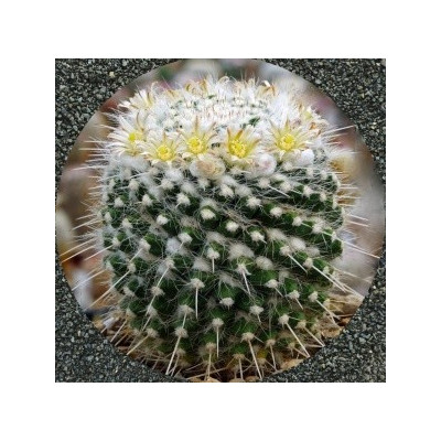 MAMMILLARIA nejapensis 15 semen