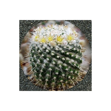 MAMMILLARIA nejapensis 15 semen