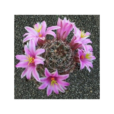 MAMMILLARIA oliviae 10 semen