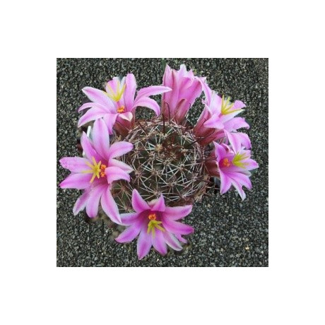 MAMMILLARIA oliviae 10 semen
