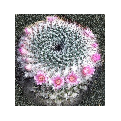 MAMMILLARIA ritteriana 15 semen