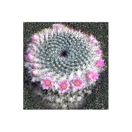 MAMMILLARIA ritteriana 15 semen