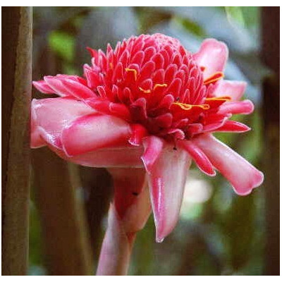 ETLINGERA elatior Pink "PinkTorch Ginger" 5 semen
